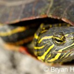Permalink to A Thousand Words For One Image Say What? This picture was shot with a Nikon D70 and a 105-macro lens. When shooting wildlife, try to get their picture when they are making a human like expression. Doesn't this turtle looks like he's giving you a cocky stare?