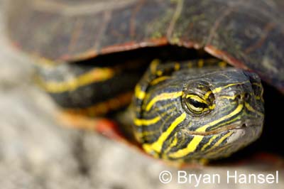 Say What? This picture was shot with a Nikon D70 and a 105-macro lens. When shooting wildlife, try to get their picture when they are making a human like expression. Doesn't this turtle looks like he's giving you a cocky stare?