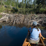 hansel_bryan_100901-404 Beaver dam on the Kawishiwi River.