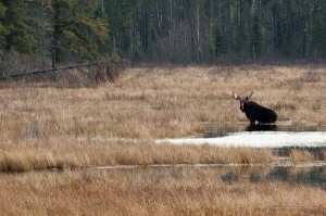 hansel_bryan_051101-53 moose in the Boundary Waters