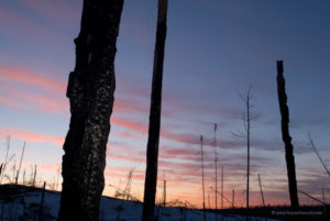 hansel_bryan_110329-66 Burned husks of trees at sunset in the Ham Lake Fire area.
