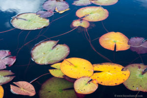 Fall color water lily