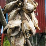 Cod heads on a string.